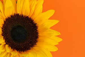 Sunflower closeup